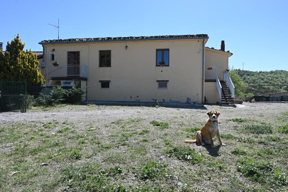 Property building, Pets