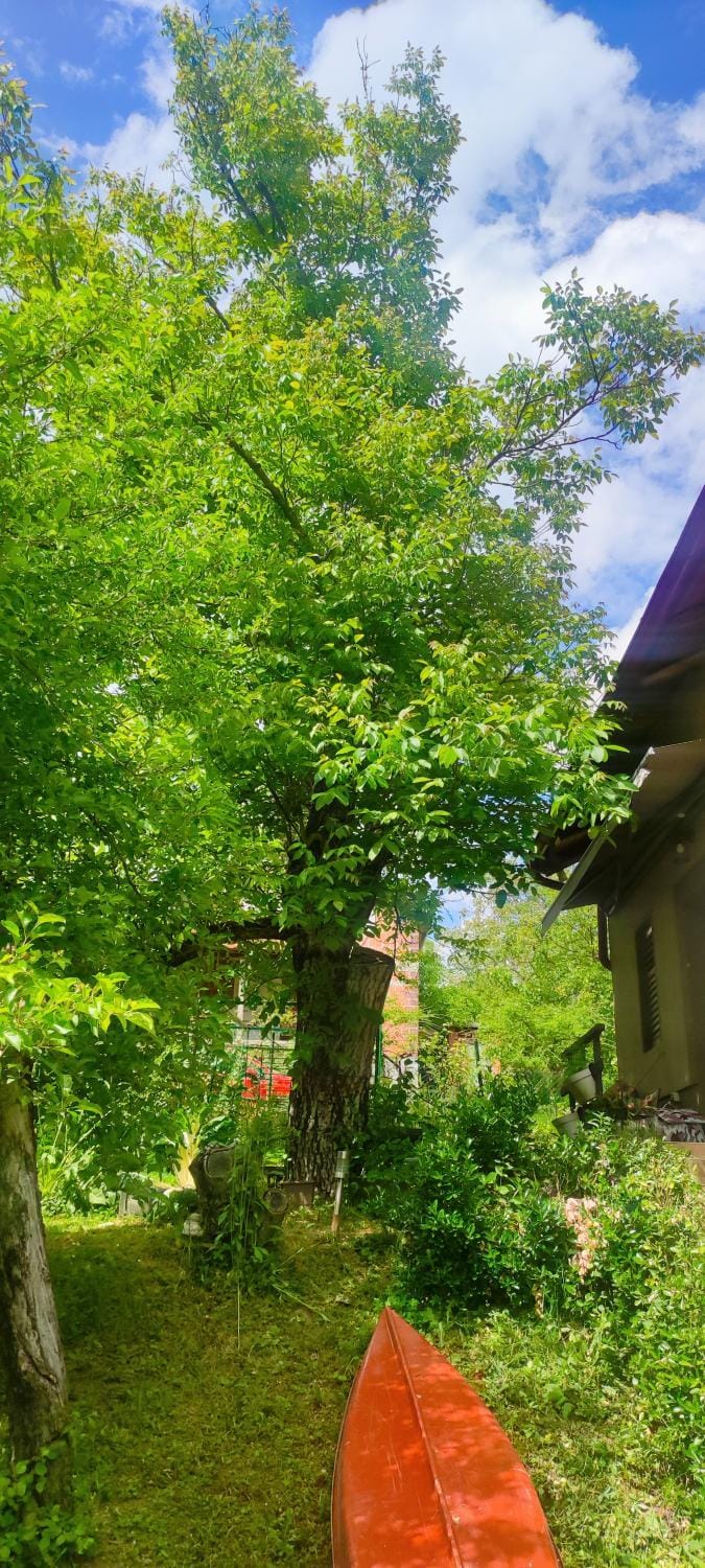 Queen bee's nest House in Croatia