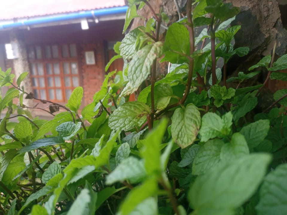 Eco Farm Vacation rental in Kenya