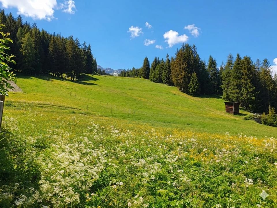 Ary Holiday Home Ski , Bike & Walk Apartment in Santa Caterina di Valfurva
