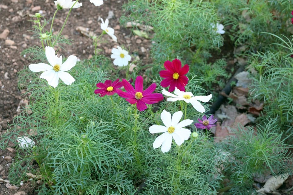Garden, Decorative detail