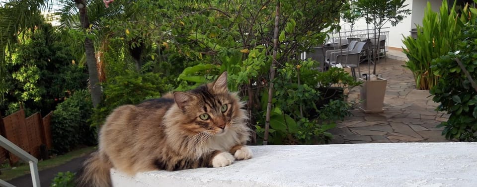 Patio, Garden, Animals, Pets, Garden view