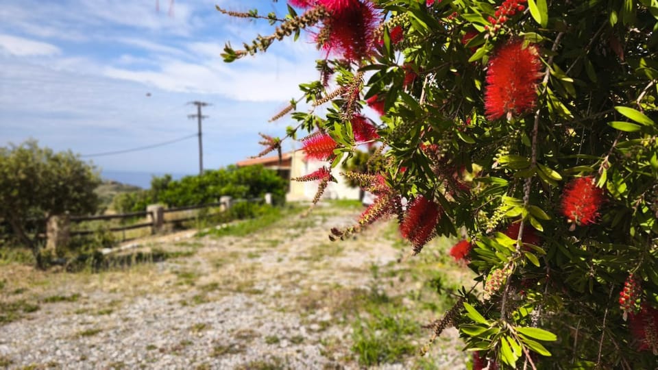 Natural landscape, Garden