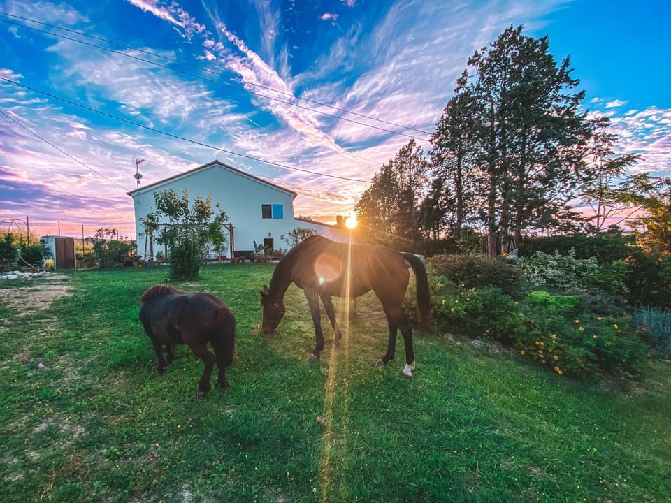 Spring, Day, Natural landscape, Animals, Pets