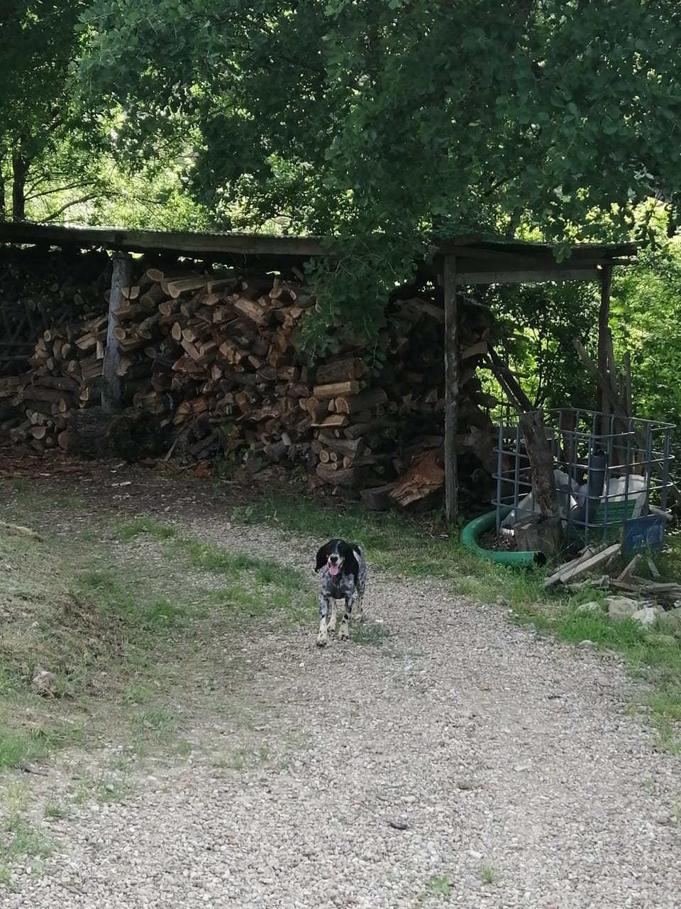 Natural landscape, Pets