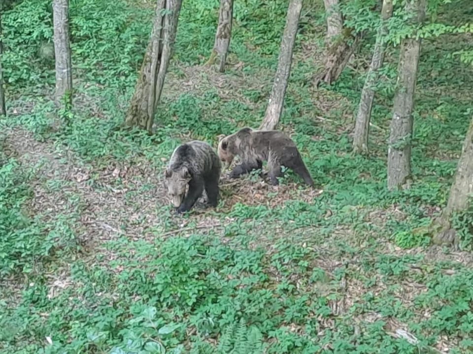 Bear Watching Tiny House Chalet in Romania