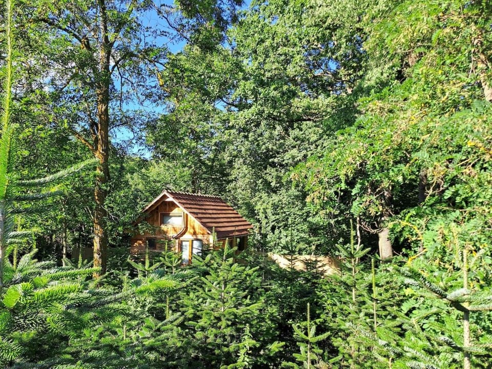 Bear Watching Tiny House Chalet in Romania
