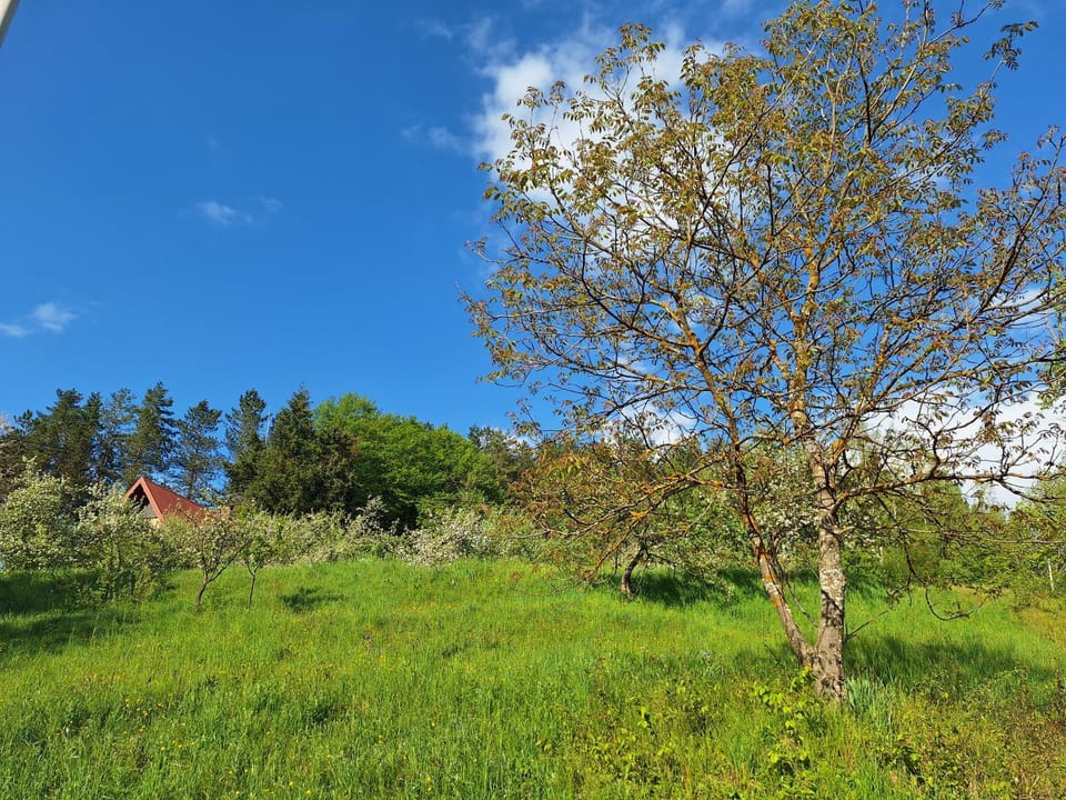 Braun Apartments Apartment in Montenegro