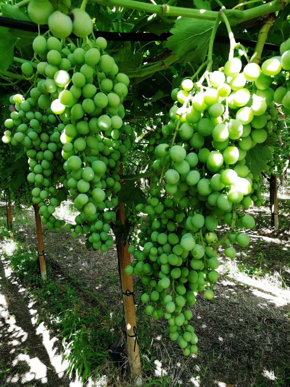 Food and drinks, Entertainment