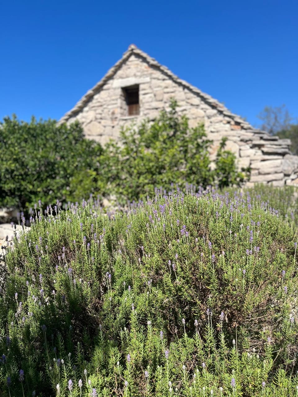 Garden view