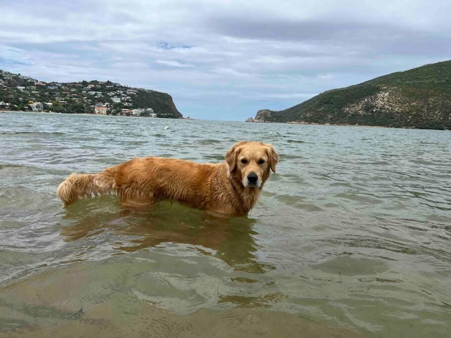 Natural landscape, Pets