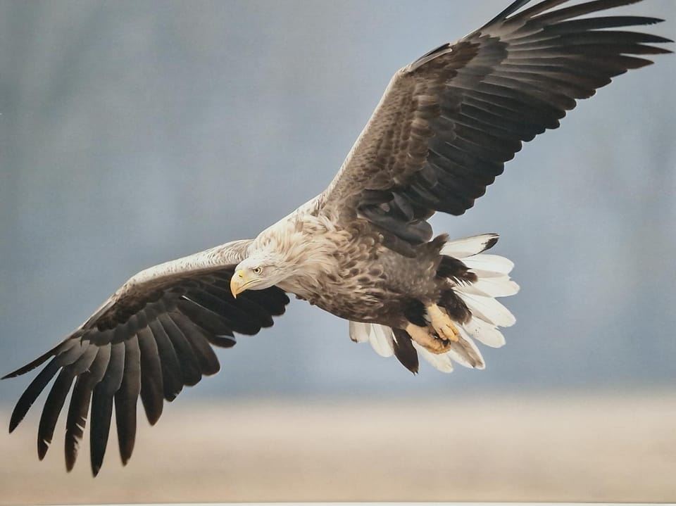 Wohnung Adlerhorst in Eversen-Heide Apartment in Hamburg