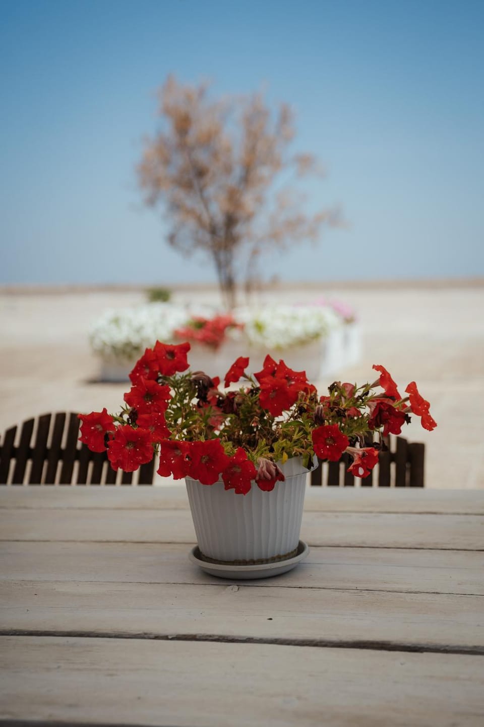 Villa Castrignano Apartment in Apulia