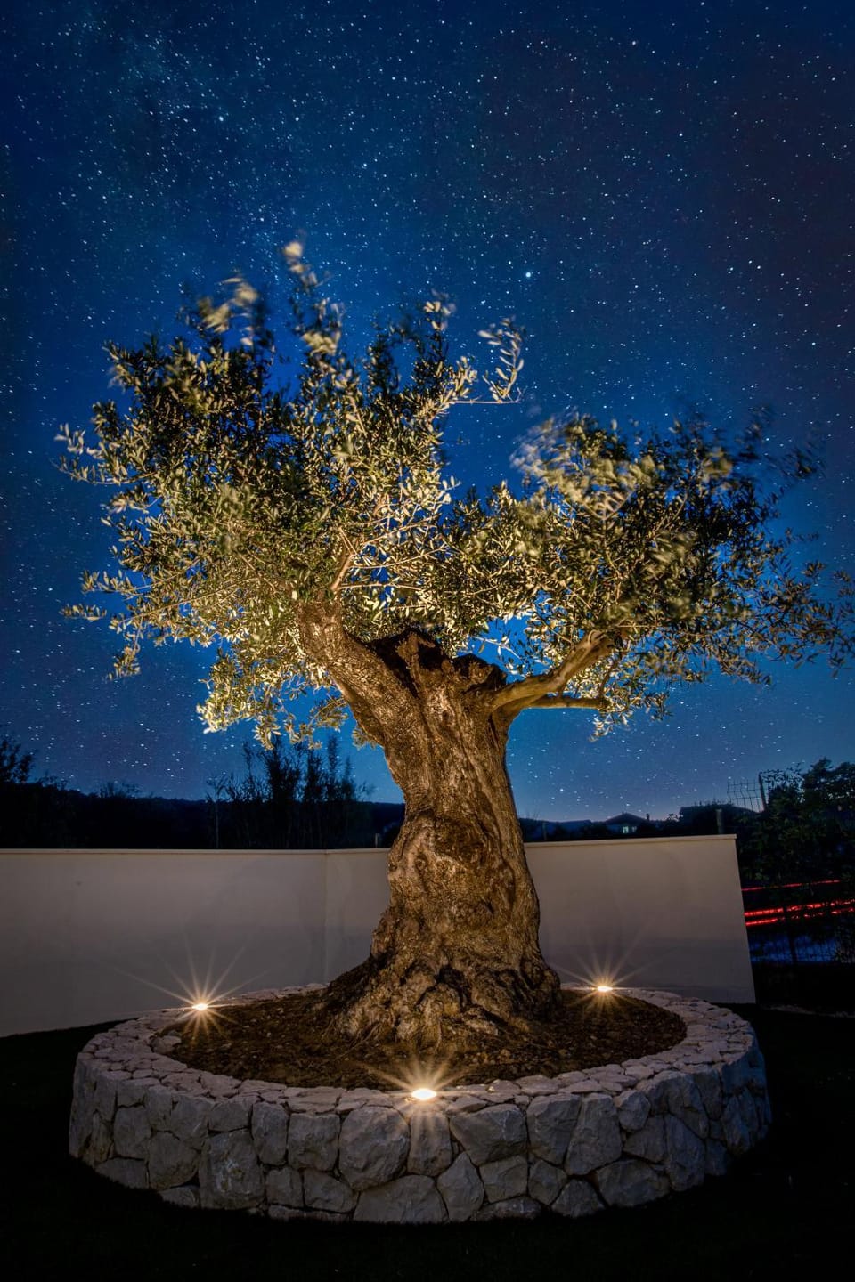 Night, Garden view