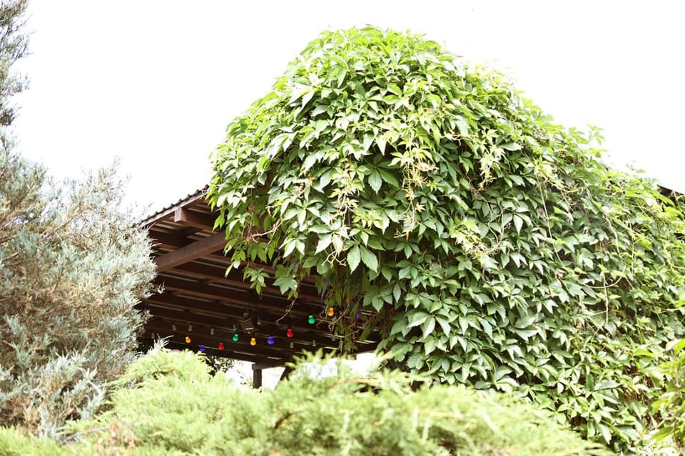 Day, Garden, Balcony/Terrace