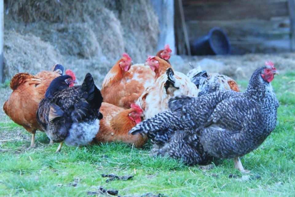 Animals