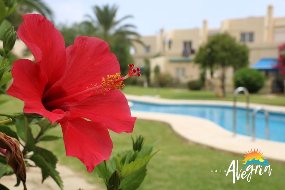 Garden, Garden, Garden view, Pool view, Swimming pool, Swimming pool