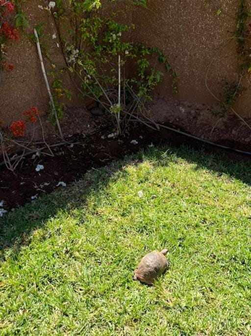 Villa1 des tortues Marrakech Villa in Marrakesh-Safi