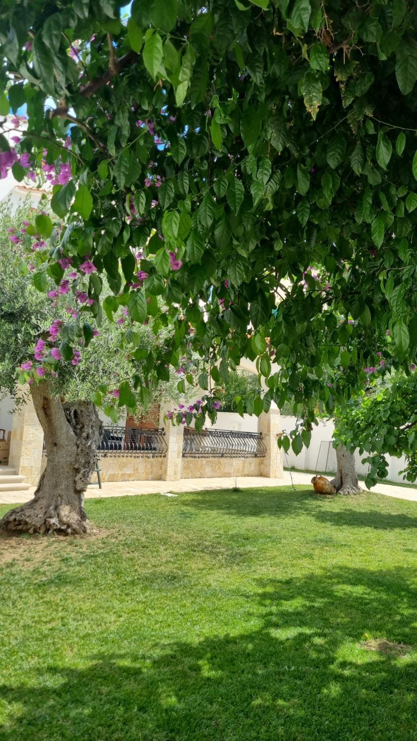 Garden, Garden view, Inner courtyard view