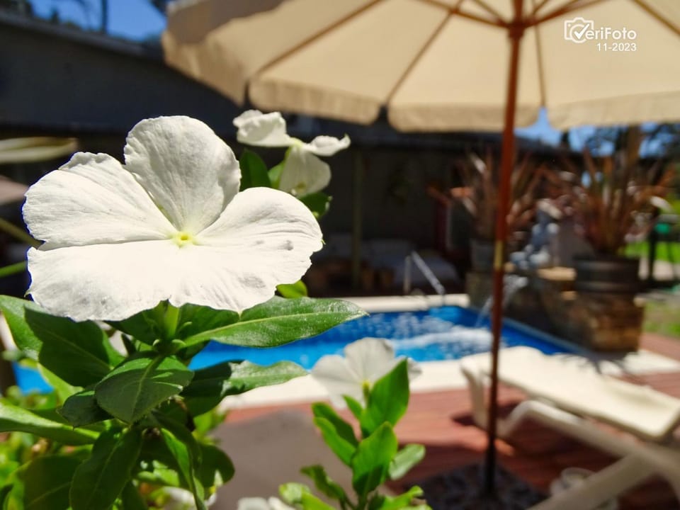 Garden, Swimming pool