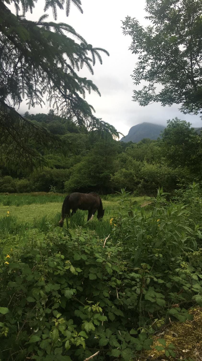 Nearby landmark, Natural landscape, Animals, Lake view, Mountain view