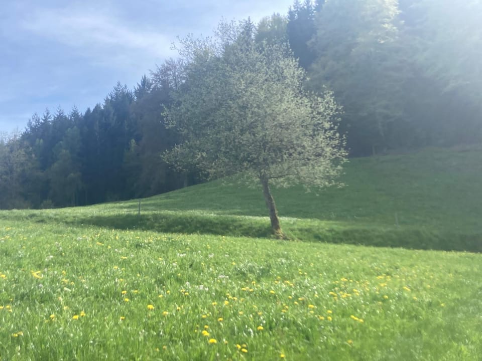 Spring, Natural landscape