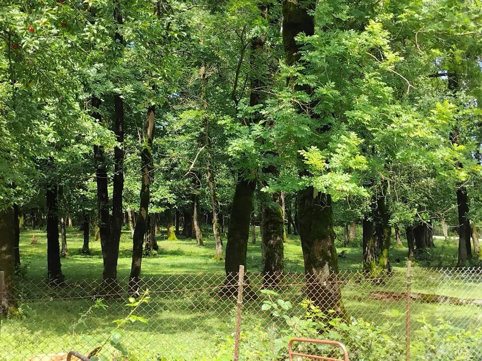 Garden view