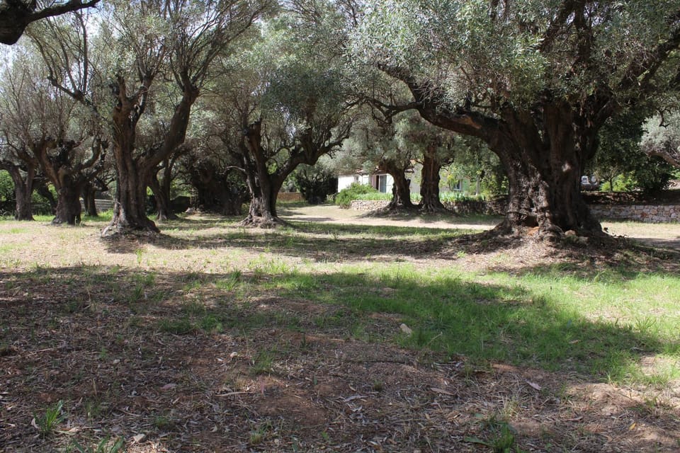 Petite maison sous les oliviers à Sanary House in Sanary-sur-Mer
