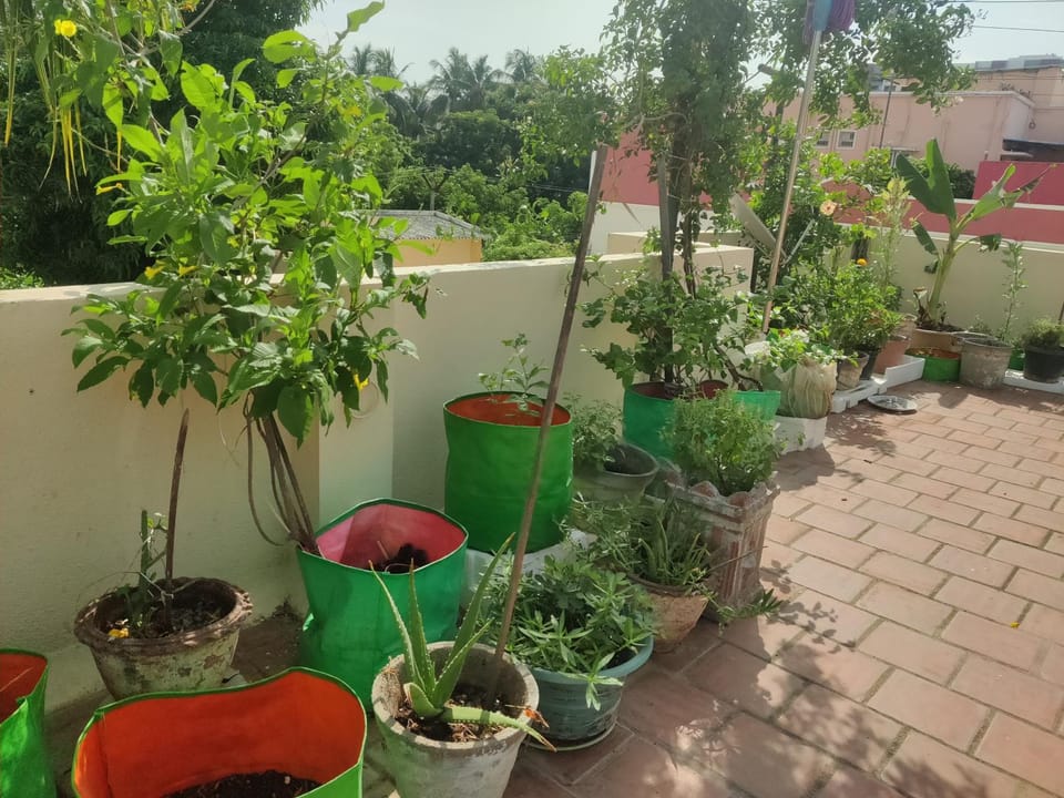 Garden, Garden, Balcony/Terrace