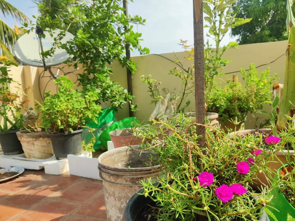 Garden, Garden, Balcony/Terrace