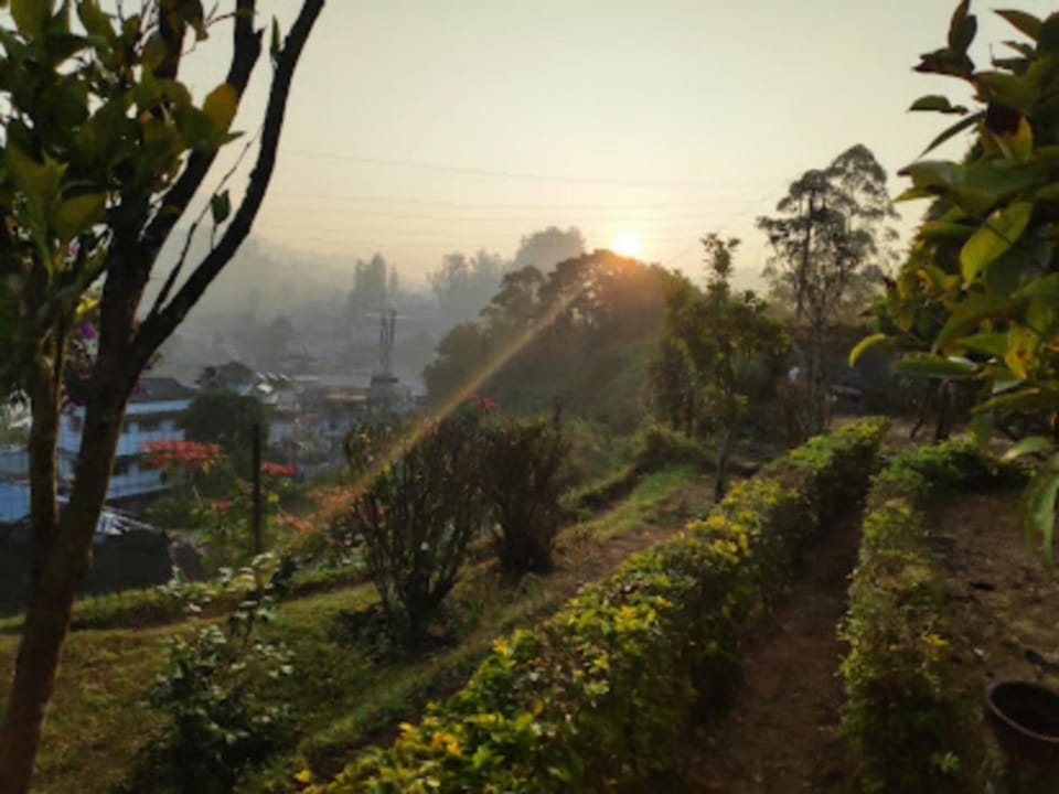 Natural landscape, Garden, Sunrise