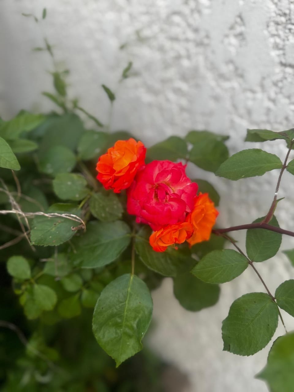 Day, Garden