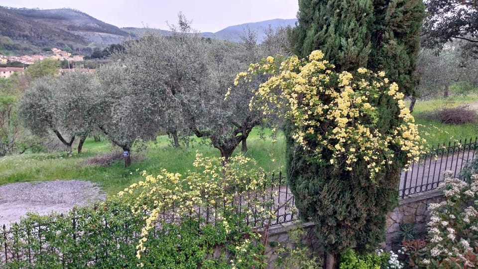 Garden, Mountain view
