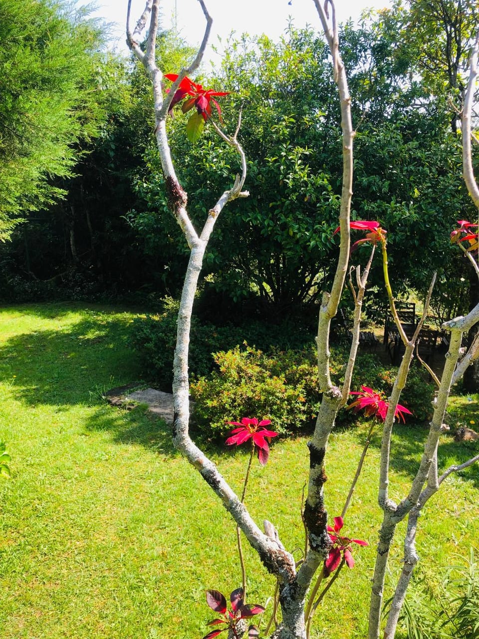 Natural landscape, Garden