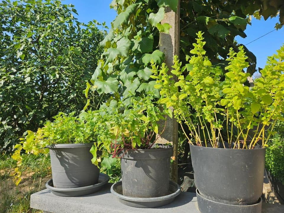 Garden, Garden view