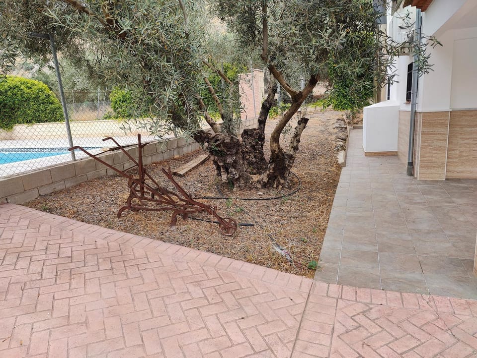 Patio, Garden, Garden
