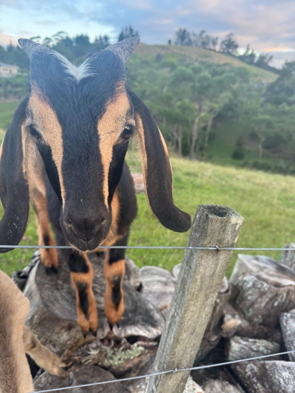 Private Cabin close to the City Centre Cabin in Whangārei