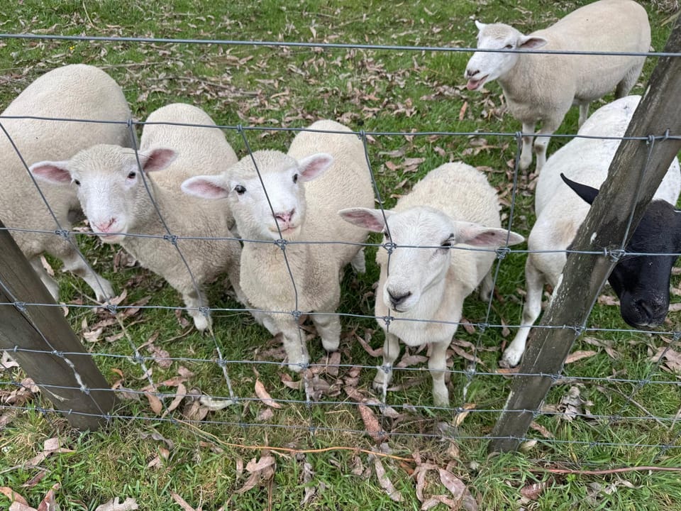 Private Cabin close to the City Centre Cabin in Whangārei