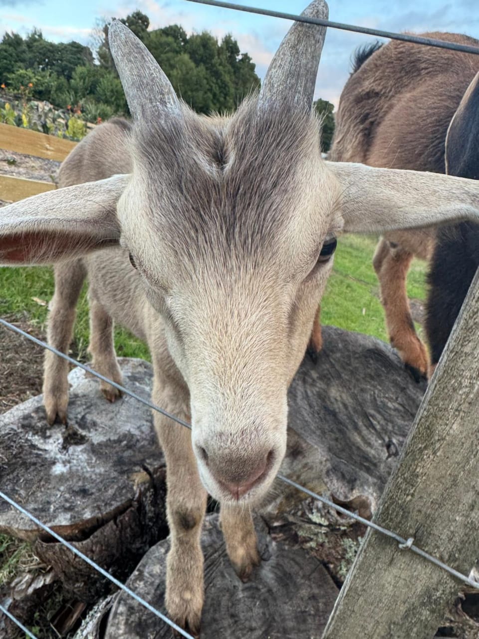 Private Cabin close to the City Centre Cabin in Whangārei
