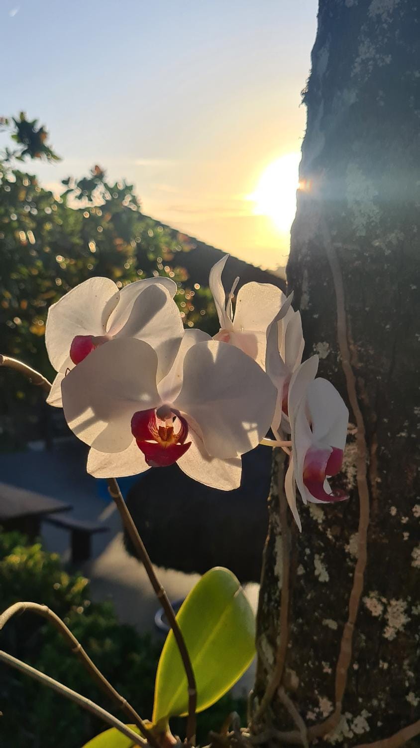 Spring, Natural landscape, Sunset