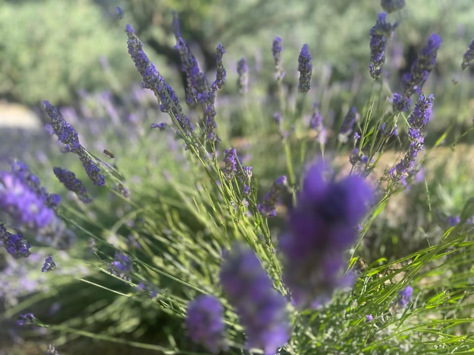 Spring, Day, Garden, Garden view