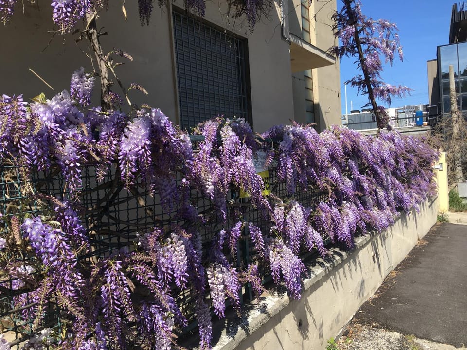 Spring, Day, Garden
