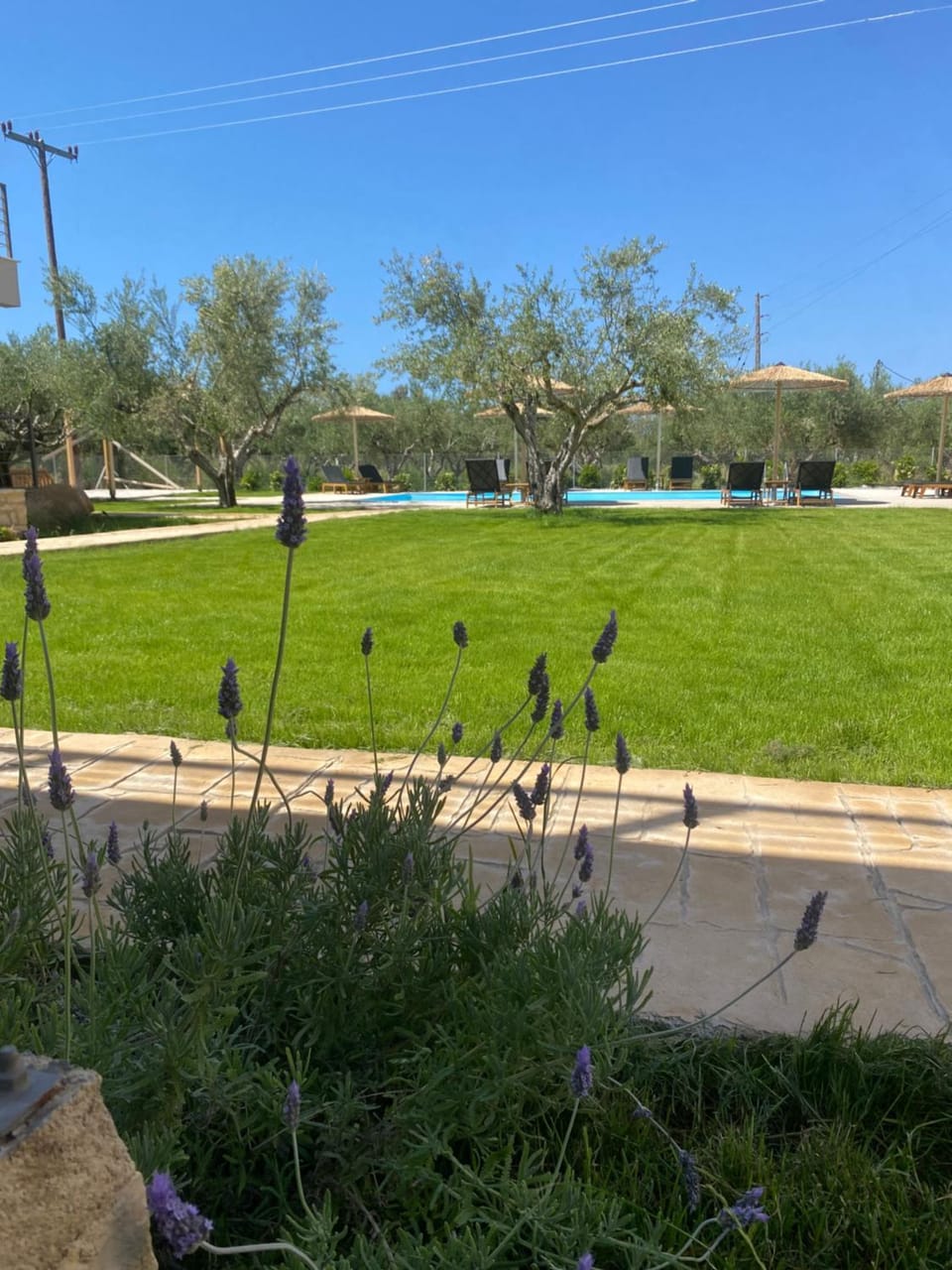 Natural landscape, Garden, Garden view, Pool view, Swimming pool