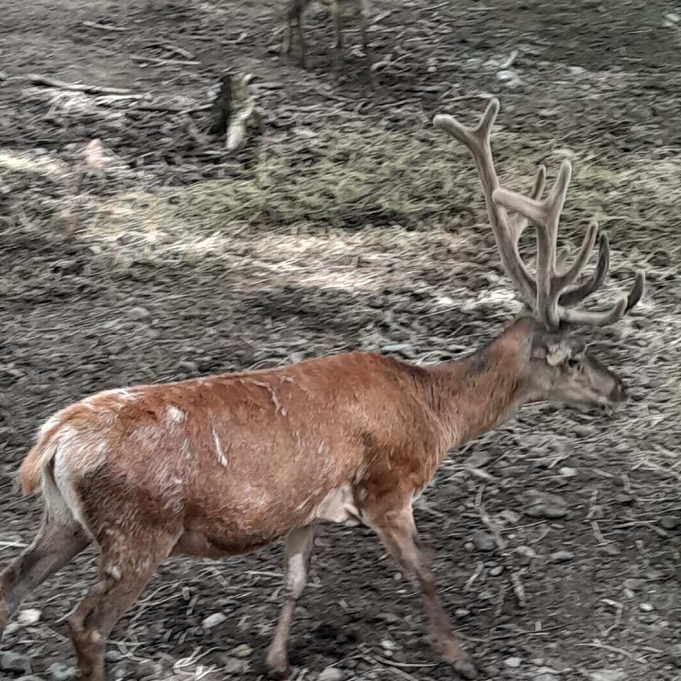 Hiking, Animals