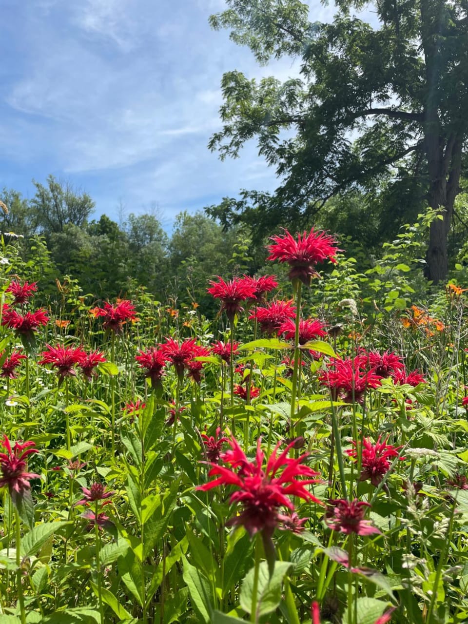 Garden view
