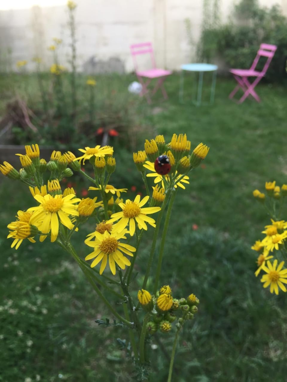 studio refait à neuf avec jardin partagé Apartment in Amiens