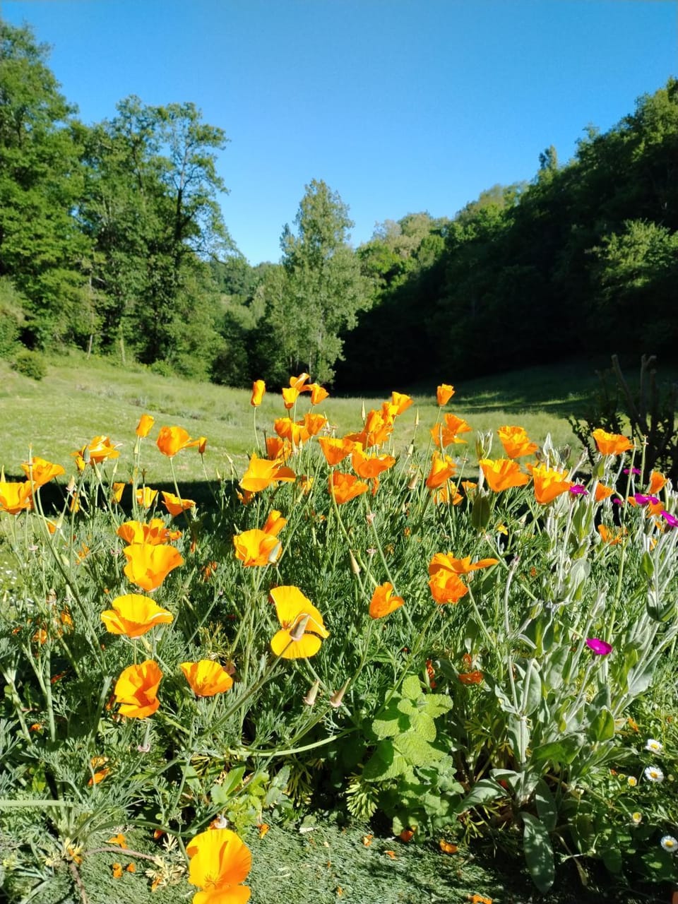Natural landscape, Garden, Garden view