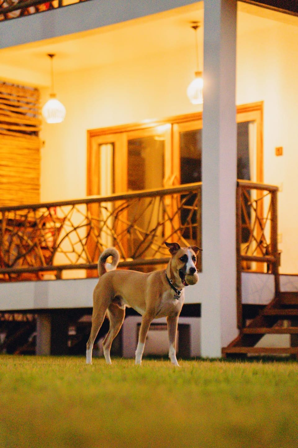 Balcony/Terrace, Pets, pet friendly