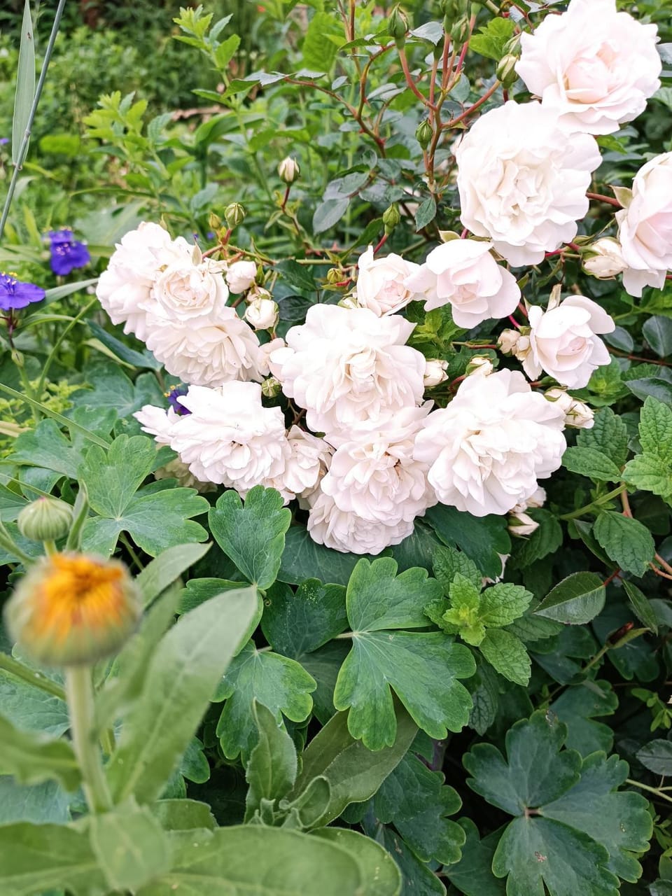 Garden, Garden, Garden view