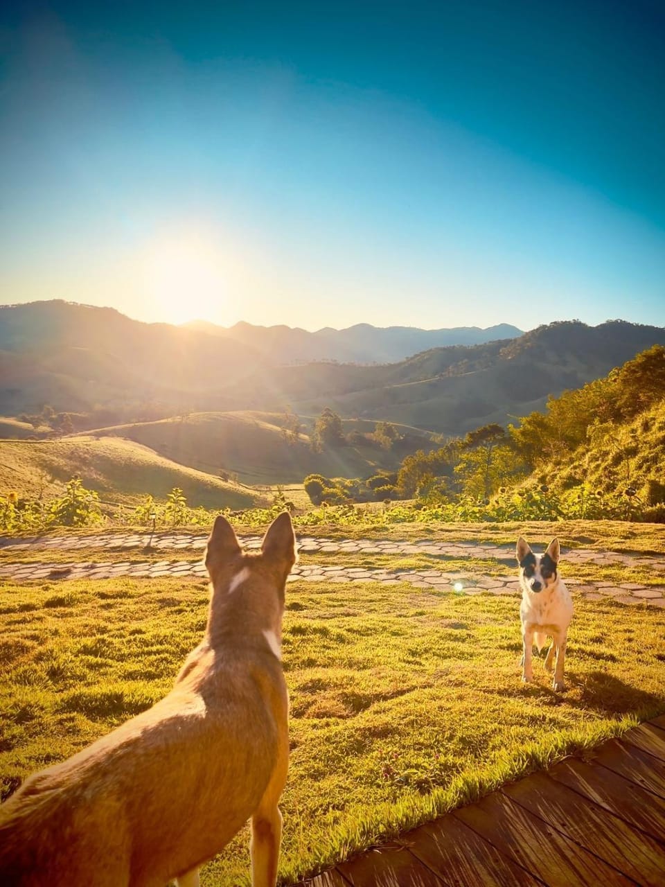 Natural landscape, Animals, Pets, Mountain view